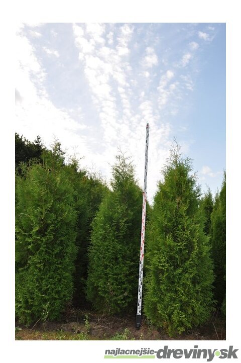Tuja západná Brabant, výška 120/140 cm, v črepníku Thuja occidentalis Brabant