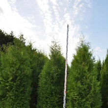 Tuja západná Brabant, výška 120/140 cm, v črepníku Thuja occidentalis Brabant