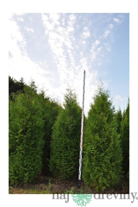 Tuja západná Brabant, výška 120/140 cm, v črepníku Thuja occidentalis Brabant