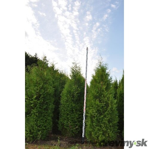 Tuja západná Brabant, výška 120/140 cm, v črepníku Thuja occidentalis Brabant