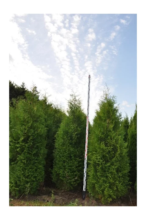 Tuja západná Brabant, výška 120/140 cm, v črepníku Thuja occidentalis Brabant