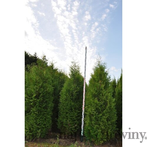 Tuja západná Brabant, výška 120/140 cm, v črepníku Thuja occidentalis Brabant