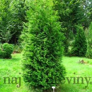 Tuja západná Brabant, výška 30/40 cm, v črepníku P9 Thuja occidentalis
