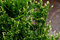 Tuja západná Can-Can, výška 10/15 cm, v črepníku P9 Thuja occidentalis