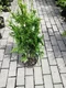 Tuja západná Can-Can, výška 10/15 cm, v črepníku P9 Thuja occidentalis