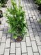 Tuja západná Can-Can, výška 10/15 cm, v črepníku P9 Thuja occidentalis