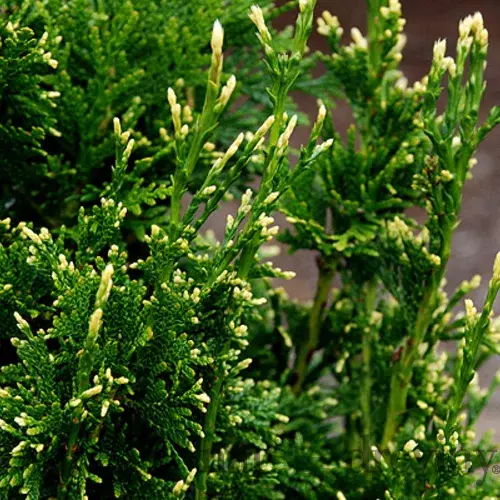 Tuja západná Can-Can, výška 10/15 cm, v črepníku P9 Thuja occidentalis