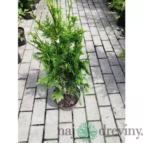 Tuja západná Can-Can, výška 10/15 cm, v črepníku P9 Thuja occidentalis