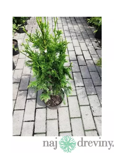 Tuja západná Can-Can, výška 10/15 cm, v črepníku P9 Thuja occidentalis