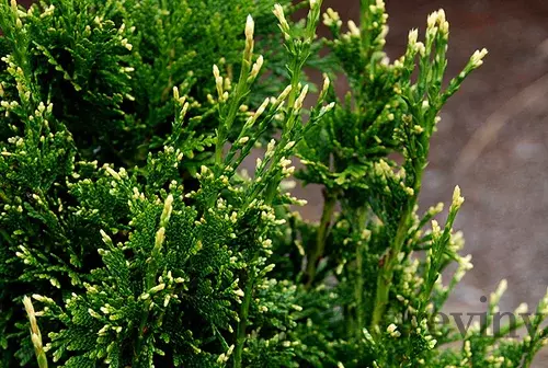 Tuja západná Can-Can, výška 10/15 cm, v črepníku P9 Thuja occidentalis
