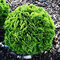 Tuja západná Danica 25/35 cm, v črepníku P9 Thuja occidentalis Danica