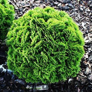 Tuja západná Danica 25/35 cm, v črepníku P9 Thuja occidentalis Danica
