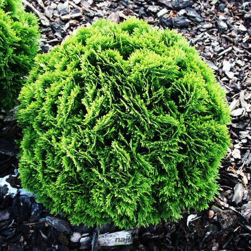 Tuja západná Danica 25/35 cm, v črepníku P9 Thuja occidentalis Danica