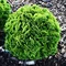 Tuja západná Danica 25/35 cm, v črepníku P9 Thuja occidentalis Danica
