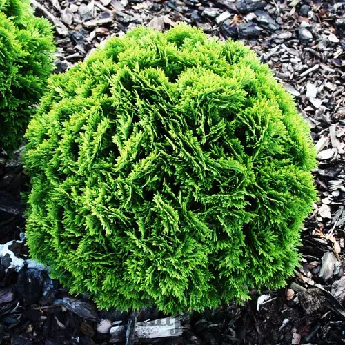 Tuja západná Danica 25/35 cm, v črepníku P9 Thuja occidentalis Danica