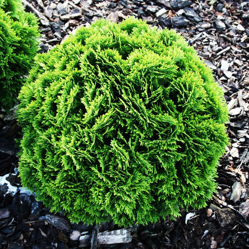 Tuja západná Danica 25/35 cm, v črepníku P9 Thuja occidentalis Danica