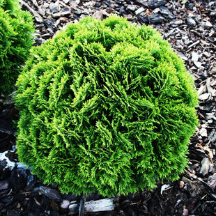 Tuja západná Danica 25/35 cm, v črepníku P9 Thuja occidentalis Danica