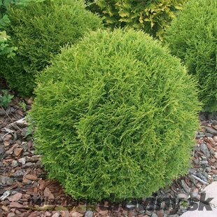 Tuja západná Danica, 50/60 cm, v črepníku 20l Thuja occidentalis Danica