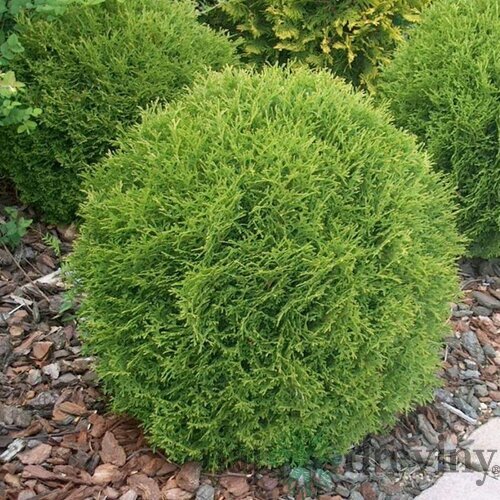 Tuja západná Danica, 50/60 cm, v črepníku 20l Thuja occidentalis Danica