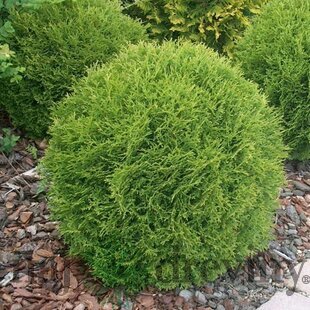 Tuja západná Danica, 50/60 cm, v črepníku 20l Thuja occidentalis Danica