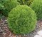 Tuja západná Danica, 50/60 cm, v črepníku 20l Thuja occidentalis Danica