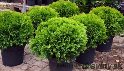 Tuja západná Danica, výška 15/20 cm, v črepníku P9 Thuja occidentalis Danica