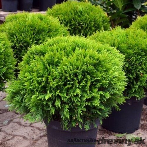 Tuja západná Danica, výška 15/20 cm, v črepníku P9 Thuja occidentalis Danica