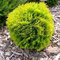Tuja západná David, výška 20/30cm, v črepníku Thuja occidentalis Dawid
