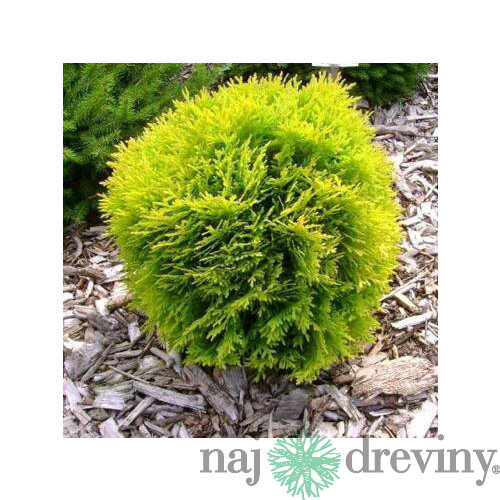 Tuja západná David, výška 20/30cm, v črepníku Thuja occidentalis Dawid