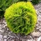 Tuja západná David, výška 20/30cm, v črepníku Thuja occidentalis Dawid