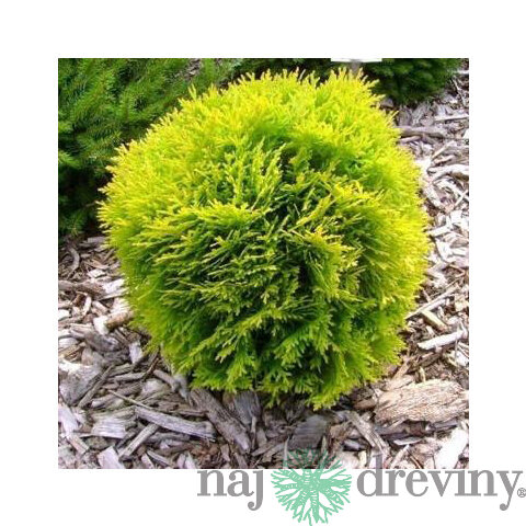 Tuja západná David, výška 20/30cm, v črepníku Thuja occidentalis Dawid
