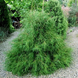 Tuja západná ‘Filiformis‘, výška 30/40 cm, v črepníku 3l Thuja occidentalis