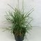Tuja západná ‘Filiformis‘, výška 30/40 cm, v črepníku 3l Thuja occidentalis