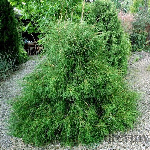 Tuja západná ‘Filiformis‘, výška 30/40 cm, v črepníku 3l Thuja occidentalis