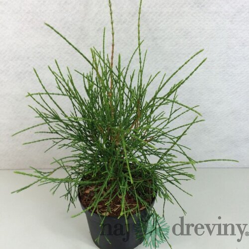 Tuja západná ‘Filiformis‘, výška 30/40 cm, v črepníku 3l Thuja occidentalis