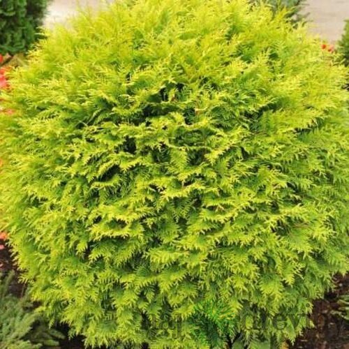 Tuja západná Globosa Aurea, 20/40 cm, v črepníku 3l Thuja occidentalis Globosa Aurea