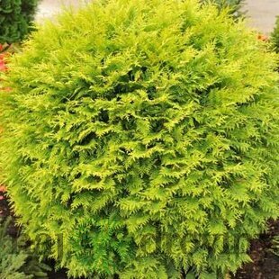 Tuja západná Globosa Aurea, 20/40 cm, v črepníku 3l Thuja occidentalis Globosa Aurea