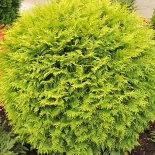 Tuja západná Globosa Aurea, 20/40 cm, v črepníku 3l Thuja occidentalis Globosa Aurea