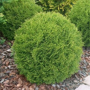 Tuja západná Golden Globe (guľa) 30/50 cm, v črepníku 3l Thuja occidentalis Golden Globe