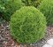 Tuja západná Golden Globe (guľa) 30/50 cm, v črepníku 3l Thuja occidentalis Golden Globe