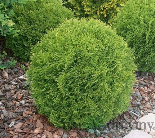 Tuja západná Golden Globe (guľa) 30/50 cm, v črepníku 3l Thuja occidentalis Golden Globe
