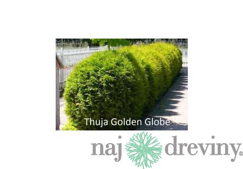 Tuja západná Golden Globe (guľa) 80/100 cm, v črepníku 40l Thuja occidentalis Golden Globe