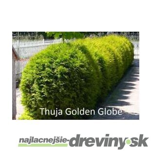 Tuja západná Golden Globe (guľa) 80/100 cm, v črepníku 40l Thuja occidentalis Golden Globe