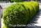 Tuja západná Golden Globe (guľa) 80/100 cm, v črepníku 40l Thuja occidentalis Golden Globe