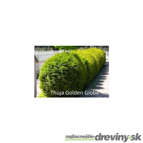 Tuja západná Golden Globe (guľa) 80/100 cm, v črepníku 40l Thuja occidentalis Golden Globe