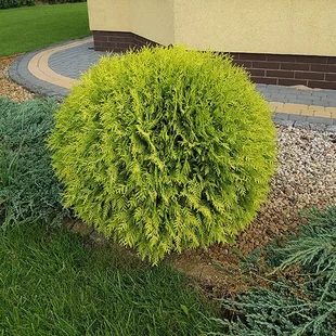 Tuja západná Golden Globe, v črepníku, 20/30 cm Thuja occidentalis Gloden Globe