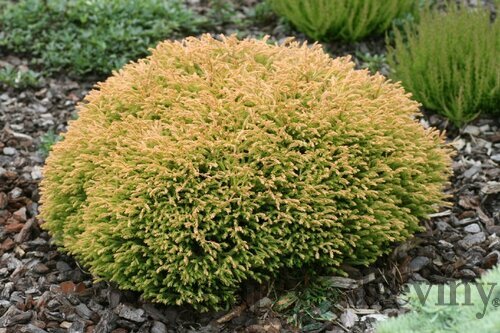 Tuja západná Golden Tuffet, 15-20cm, v črepníku Thuja occidentalis Golden Tuffet