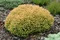 Tuja západná Golden Tuffet, 15-20cm, v črepníku Thuja occidentalis Golden Tuffet