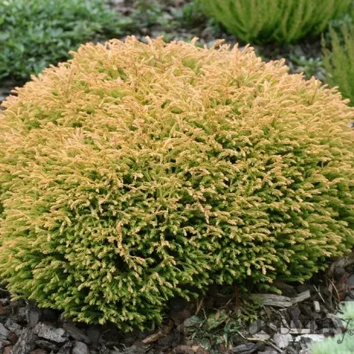 Tuja západná Golden Tuffet, 15-20cm, v črepníku Thuja occidentalis Golden Tuffet