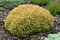 Tuja západná Golden Tuffet, 15-20cm, v črepníku Thuja occidentalis Golden Tuffet